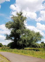 Trauerweide bei Korschenbroich Neersbroich......10.6.2012