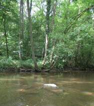 Die Sonne bahnt sich ihren Weg durch das dicke Laub,
und sorgt mit ihrem Licht f�r eine besondere Stimmung.
(August2007) 