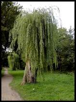Kopfweide an einem kleinen Bach in Duisburg-Wanheimerort