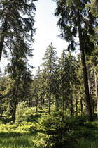Brockenurwald am Eckerlochsteig; Aufnahme vom spten Vormittag des 18.06.2012 auf dem Eckerlochsteig bei Schierke im Nationalpark Harz