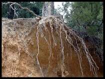 Ich versuche mit meinen Bildern auch Emotionen und Stimmungen zu visualisieren. Hier ein Beispiel f�r  Entwurzelung .