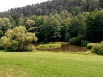 Ein Teich nhe Zeulenroda Mrien. Foto 20.06.2012