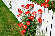 Mohn in Sderende auf Fhr am 29.06.2012