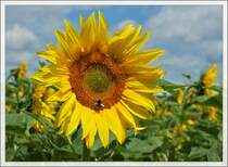Sonnenblume
(12.07.2012)