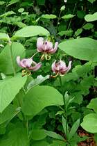 Trkenbund oder auch Trkenbundlilie, gesehen im Schwarzwald-Baar-Gebiet, Juli 2012 
