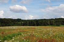 Sommerwiese auf R�gen (bei Stedar) [29.07.2007]