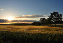 Kornfeld und Bume im milden Abendlicht der untergehenden Sonne an der Steinbachtalsperre  - 08.06.2012