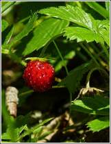 - Impressionen vom Sommer 2012 - Walderbeere. 22.07.2012 (Jeanny)