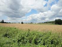 Havighorst bei Hamburg am 16.7.2012: Sommerwolken ber einem Rapsfeld kurz vor der Ernte in der Feldmark
