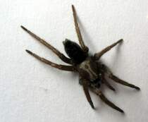 irgendeine von diesen Spinnen; 11.09.2007
