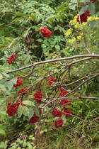Eberesche mit ihren traubenartig angeordneten knallroten Fr�chten; mit dem rechts daneben gelb bl�henden Habichtskraut ein sch�ner Farbtupfer im immergr�nen Fichtenwald des Nationalparks Harz. Aufnahme am Morgen des 28.08.2012 an der B�renbr�cke im Bodetal bei Braunlage.