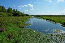 Naturschutzgebiet am Federseekanal, Aug.2012