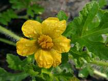 Melonenbl�te mit anhaftenden Regentropfen; 120906