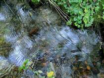  Lauf des Wassers , wird beeinflu�t durch angeschwemmte Bl�tter und Ge�st; 120908