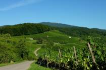 Blick �ber die Weinberge im Markgr�flerland zum 1165m hohen Hochblauen, Sept.2012