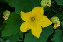 Gartenk�rbis, die Bl�te, Juni 2012