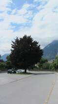 Ein gro�er Blutbuchenbaum in Brixlegg am 9.7.2012.