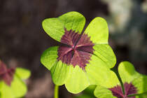 Gl�cksklee im Botanischen Garten Christiansberg.- Sep. 2012