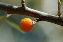 Thurauen / Sanddornbeere (05.08.2012).