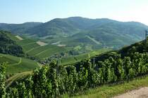 Weinberge in der Ortenau bei Durbach, Sept.2012