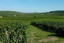 Kaiserstuhl, die Weinberge im nord-westlichen Teil bei Burkheim, Sept.2012