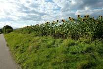 Sonnenblumenfeld in der Rheinebene, Sept.2012