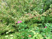 Beeren und Bl�ten im September am Bahnsteig Bochum Nokia.
(13.09.2007)