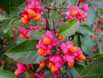 Pfaffenhtchen(Euonymus europaeus)trgt mchtig Frchte; 121014