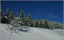 Winterwald auf den Les Pleiades.
(19.12.2012)