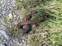 Erst w�re ich fast draufgetreten, so unscheinbar lag sie auf dem Wanderweg, aber wie ich stehenbleibe und die Kamera einstelle, wendet sie und zieht sich zur�ck - eine Kreuzotter ?; 21.09.2007
