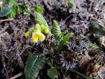 Schl�sselblume(Primula veris)hat am 1.April 2013 noch m�chtig gegen den Frost anzuk�mpfen, hoffentlich wird´s bald milder.