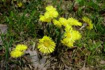 Huflattich, geh�rt zu den ersten Fr�hlingsbl�hern in unseren Breiten, war 1994 Heilpflanze des Jahres, April 2013