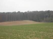 Blick �ber verschiedene Felder zu einem Waldst�ck nahe Bruchsal (3.4.13)