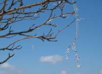 K�steklippe/Okertal: Zweige einer Eberesche mit Knospen und Eisgebilde; Aufnahme vom Nachmittag des 07.04.2013 auf der K�steklippe...