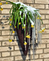 Osterglocken als Eisblumen im kalten M�rz - Voreifel 13.03.2013