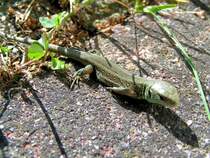 Die Herbstsonne auf den R�cken, das tut auch der Eidechse gut; 070929