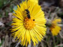 Huflattichbl�te (Tussilago farfara) hat Besuch von einer Wespe(Vespinae), welche w�hrend des Pollensammelns eine kleine M�cke verspeist; 130813