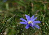 . Endlich Fr�hling - Balkan-Windr�schen (Anemone blanda). 15.04.2013 (Jeanny)