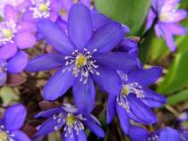 Sehns�chtig warten die Leberbl�mchenbl�ten auf Biene&Co; 130409