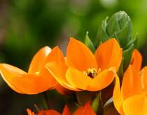 Fr�hlingsbl�ten in einem Dresdner Vorgarten (17.04.2013)