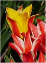 . Fr�hling 2013 - Nicht nur die Menschen erfreuen sich an den Fr�hlingsbl�ten. 24.04.2013 (Jeanny)