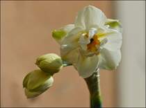 . Fr�hling 2013 - Mini Narzisse. 24.04.2013 (Jeanny)