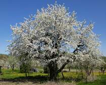 Kaiserstuhl, bl�hende S��kirsche bei Ihringen, 24.April 2013