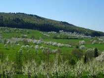 Markgr�flerland, bl�hende Streuobstwiesen, 25.April 2013