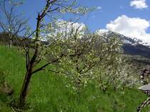 Bl�hende B�ume im Kaunertal bei Kauns, im Hintergrund der Peuschelkopf (2915 M.)
28.04.2013)