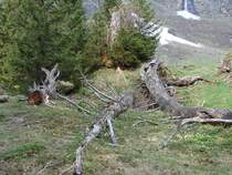 Am Hintersee im Felbertal 