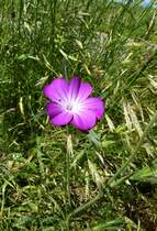 der Blutstorchenschnabel, wchst an Wegrndern und in lichten Wldern, war Blume des Jahres 2001, Juni 2013