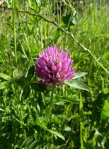 Rot-Klee oder Wiesen-Klee, eine weitverbreitete Futterpflanze, Juni 2013