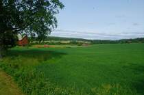 Wiesen bei Hrnsand, Angermannland (08.07.2013)