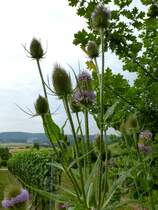 Wilde Karde, auch Weberdistel genannt, die bis 1,50m hohe Heilpflanze wchst hufiger in Sddeutschland, Juli 2013